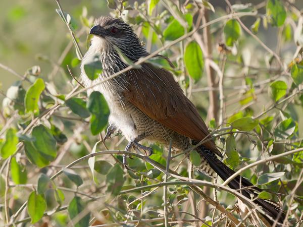 <h3><a href="/trips/tanzania/biota/animalia/chordata/aves/030 cuculiformes/001 cuculidae/centropus superciliosus/centropus superciliosus-nl.html">Centropus&nbsp;superciliosus</a> / White‑browed&nbsp;coucal / Wenkbrauwspoorkoekoek</h3>OM-1 Mark II met OLYMPUS M.150-400mm F4.5, 1/2000 sec  bij F4.5, ISO 800, afstand 7.94&nbsp;m